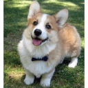 doggo1 emoji